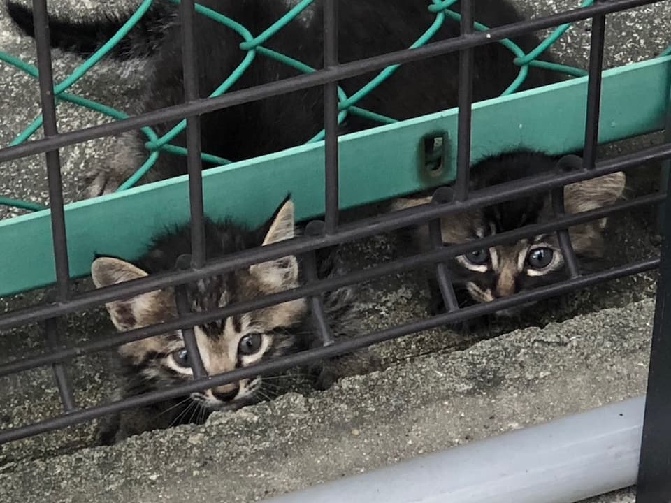 赤ちゃん猫時代