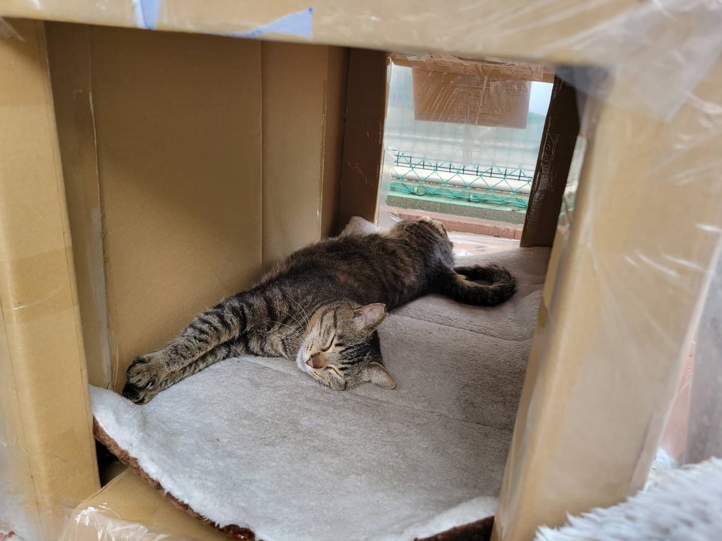 ダンボールハウス時代